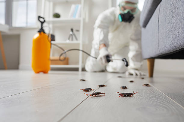 Commercial Rodent Management in Lake Goodwin